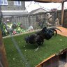 Pugsiehens