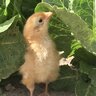 chickenmomma_1