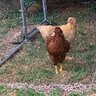 FarmerPeg