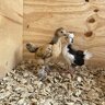 Chickenmimilisa