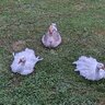 mr_honking_goose