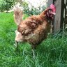 Cluck22