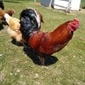 Sortacountrychicken