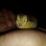 Lil Chicken mama