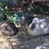 DuckJam