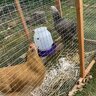 Here chick chick chick