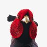 Wingnut_the_pheasant