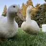 duckduckgoose13