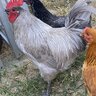 openchicken
