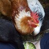 TheLaughingFlock