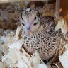 AddieAndHerQuail
