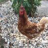 Splendid Hens