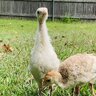 RoyalPalmTurkeymama