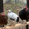 Chickens are fun