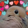 feral pigeon