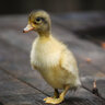 Duckling1145