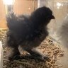 chikinluver420