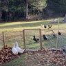 VTHobbyDucks