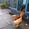 GardenCityChickens