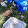 amateur_chicken_owner