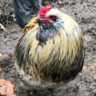 BolarChickens