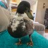Lingtheduck