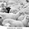Homesteadheart1980
