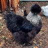 Espychickens