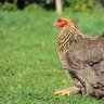 ILuvChickens6
