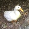 chixNdux new mom