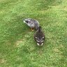 LevisDucks
