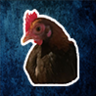 Cincy_Chickens