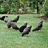 Chooks