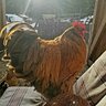Haldipoultry