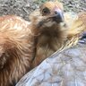 Chickens are awesome1000