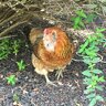 Birdwingsgirl