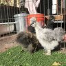 UrbanSilkieChickMum