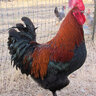 Bluebonnet Poultry TX