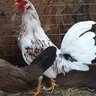 FamilyFowl