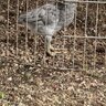 Hobbychicks123