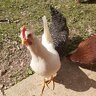 CincyChickFarm