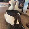 Hookedonquack