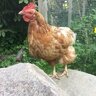 Niwatori hen