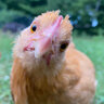 MohrChickens