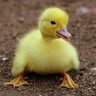 Ducky2008