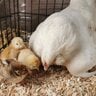 Chick-mama