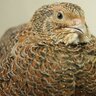 Tibetan quail
