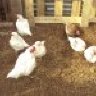 MMPoultryFarms