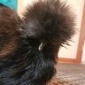I-LOVE-CHICKENS10
