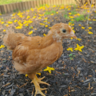 Daisythechicken